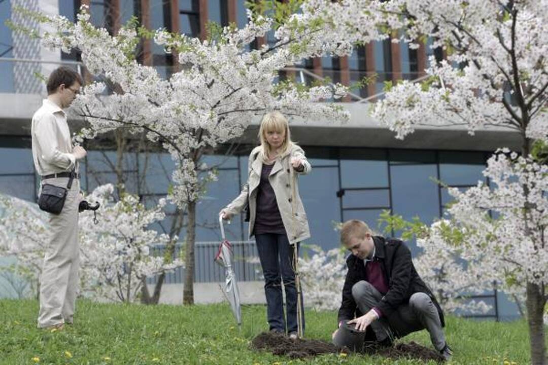 Naujosios sakuros radiacijos neskleidžia - į sostinę jos atkeliavo iš Vokietijos