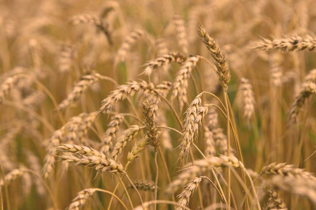 Grūdų augintojai sprunka nuo perpardavinėtojų