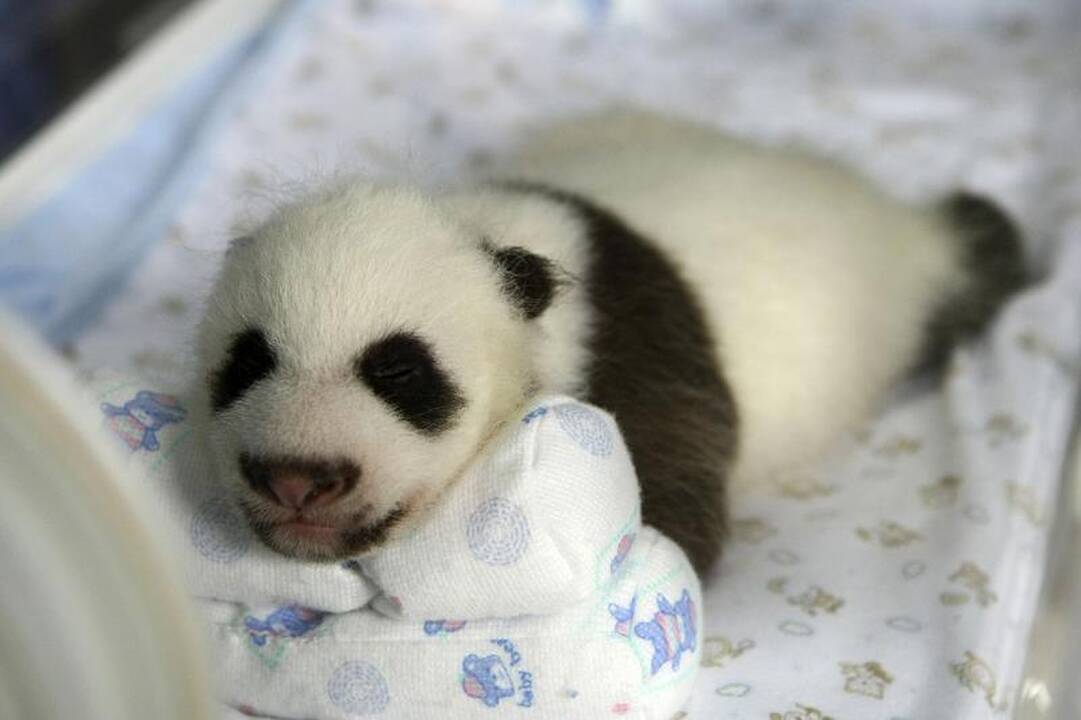 San Diego zoologijos sode pasaulį išvydo pandos jauniklis