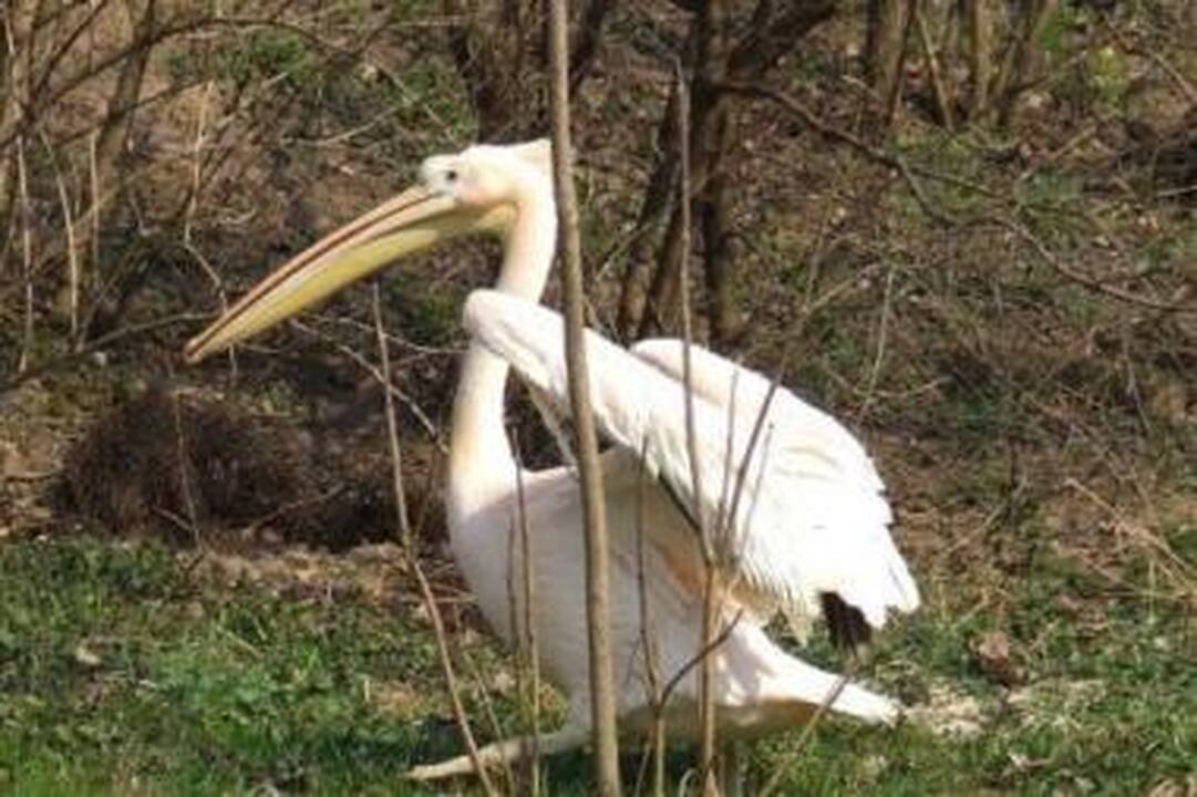 Klaipėdoje pastebėtas pelikanas