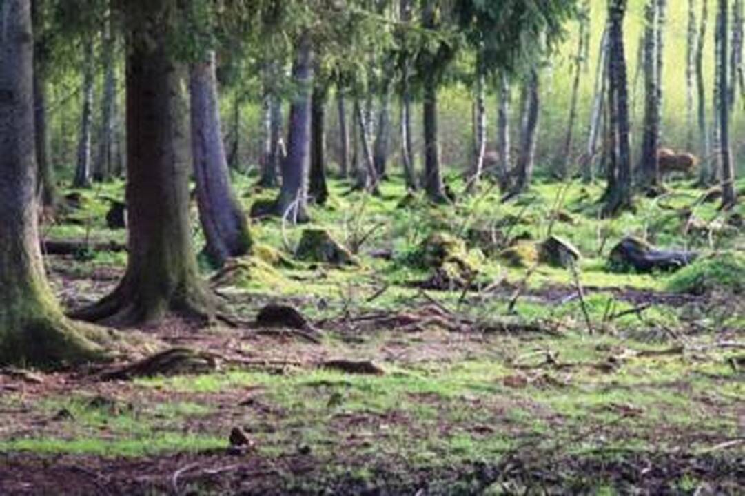 Per kurtinių tuoktuves draudžiama kirsti mišką