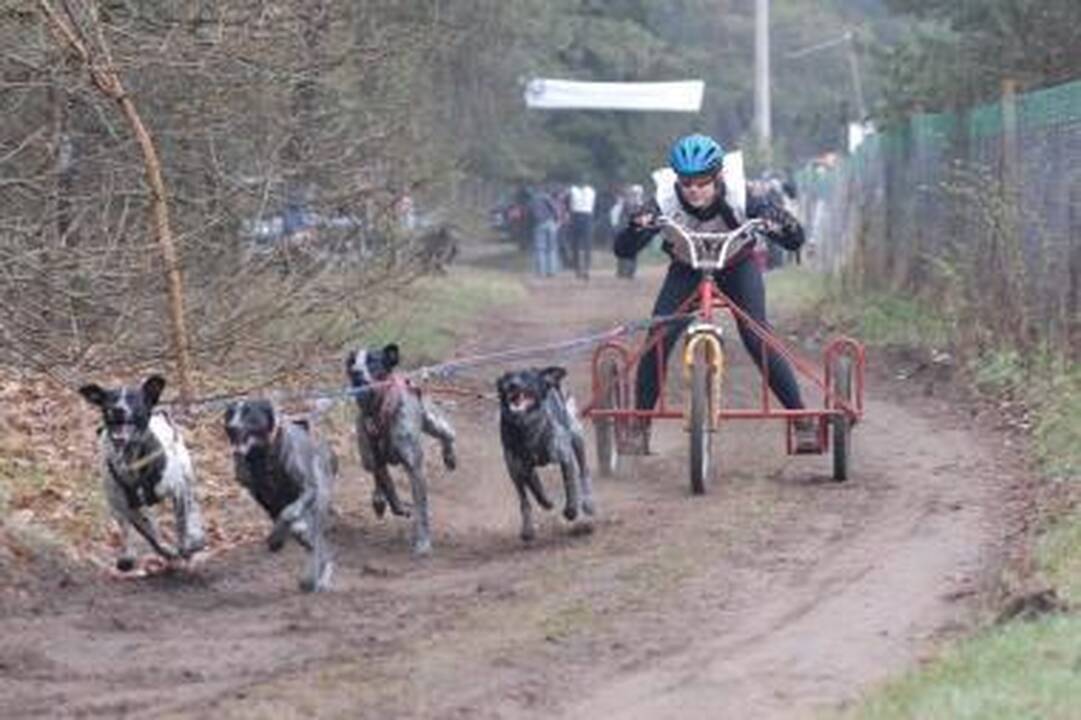 Jadagonyse vėl varžysis šunų kinkinių entuziastai