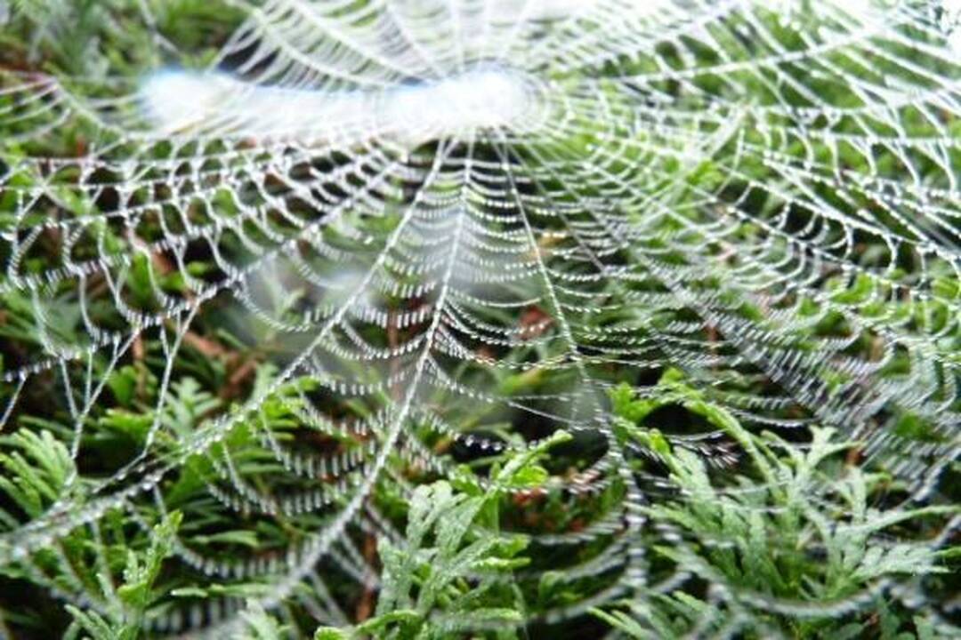 Unikalų skambesį suteikia stygos iš voratinklių