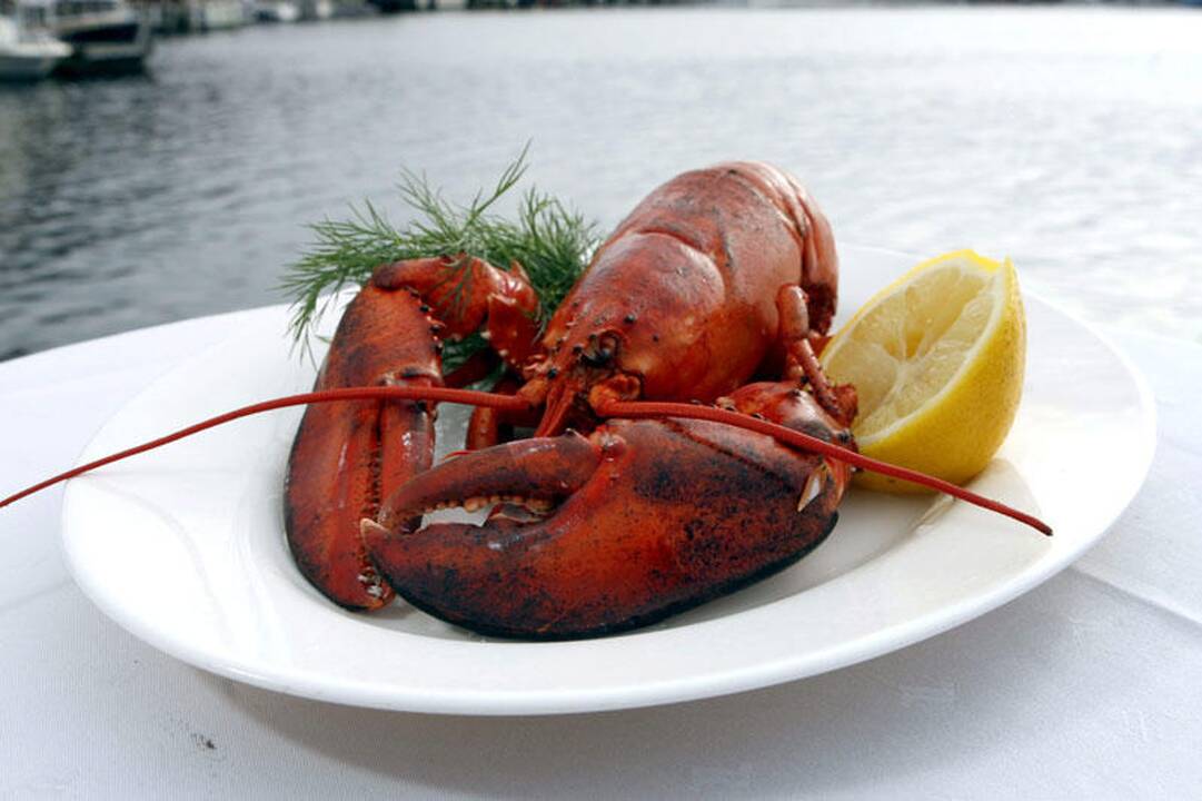Porelė vokiečių Italijoje paleido į laisvę restorane įsigytus omarus 