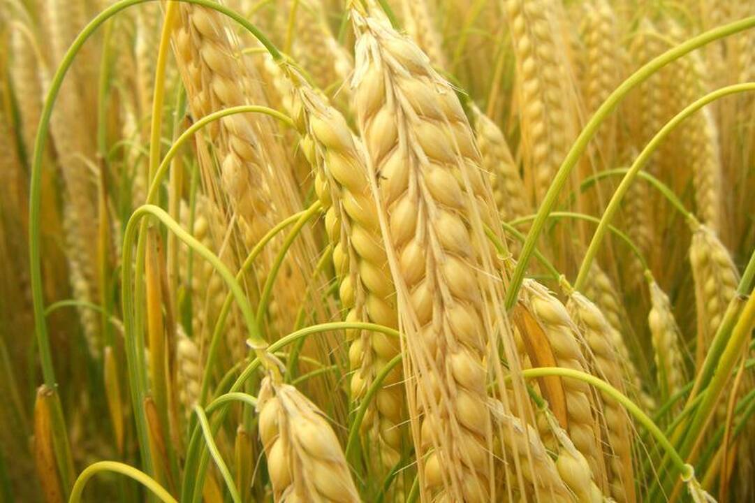 Ventspilyje lietuviškų grūdu nebus - viską užėmė rusai