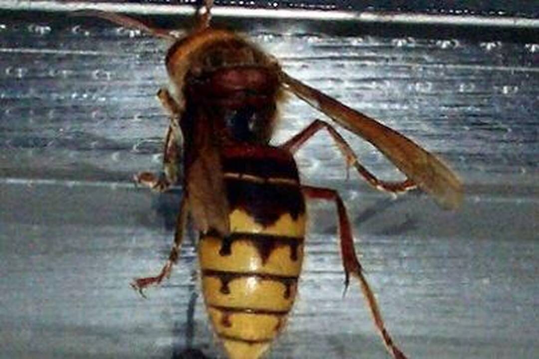 Gyvūnų kovos. 30 vapsvų prieš 30 tūkst. bičių