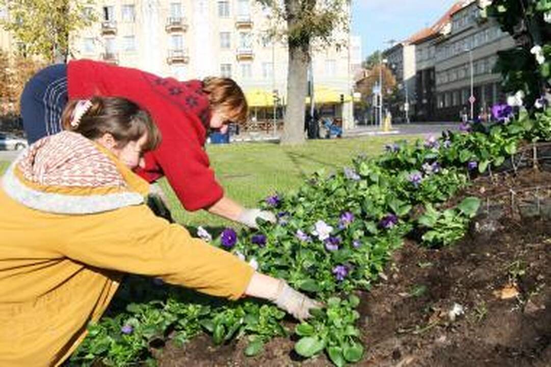 Pavasarį sodinkime medelius ir krūmus