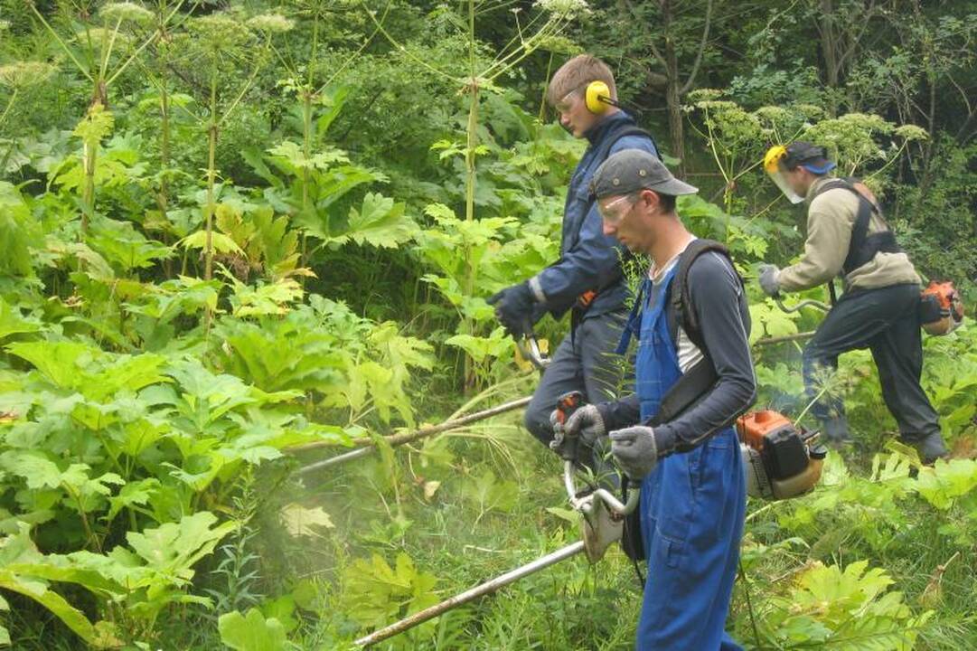 Kaune naikinami Sosnovskio barščiai