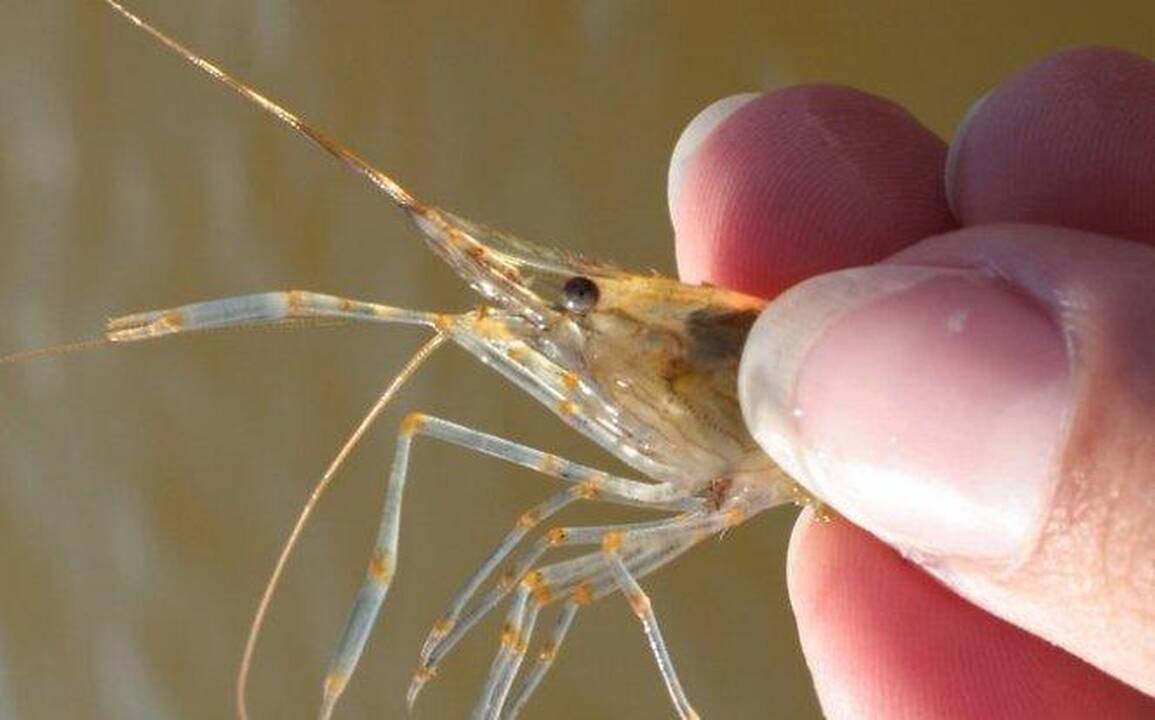 Atrastas giliausiai po žeme gyvenantis sausumos gyvūnas