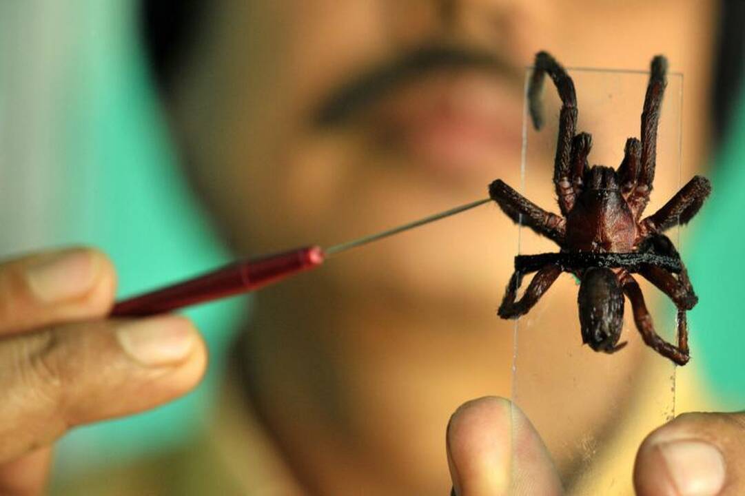 Indijoje paniką sukėlė stambių plaukuotų vorų antplūdis