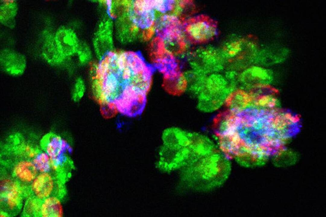 Stenfordo mokslininkai sukūrė „biologinį internetą“