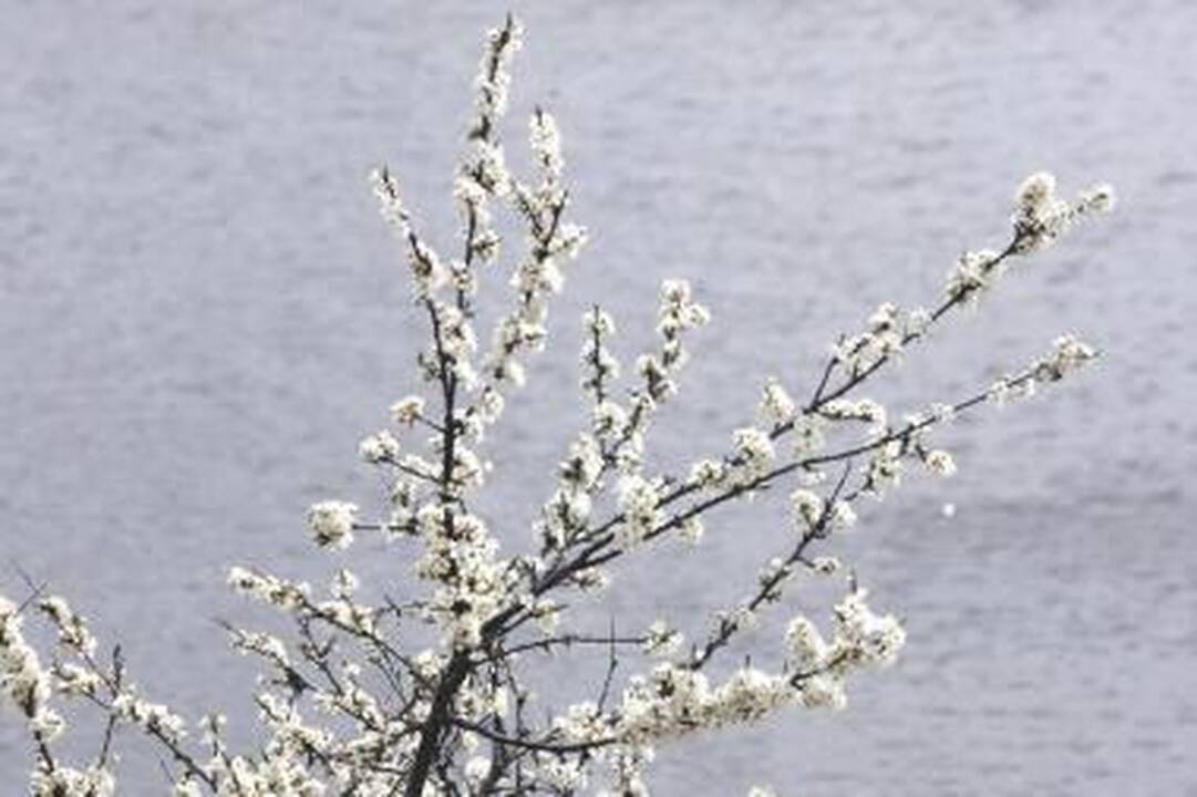 Pavasarinė puokštė ant Velykų stalo