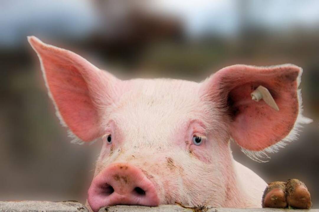Klaipėdos rajone iš tvarto pavogta gyva kiaulė