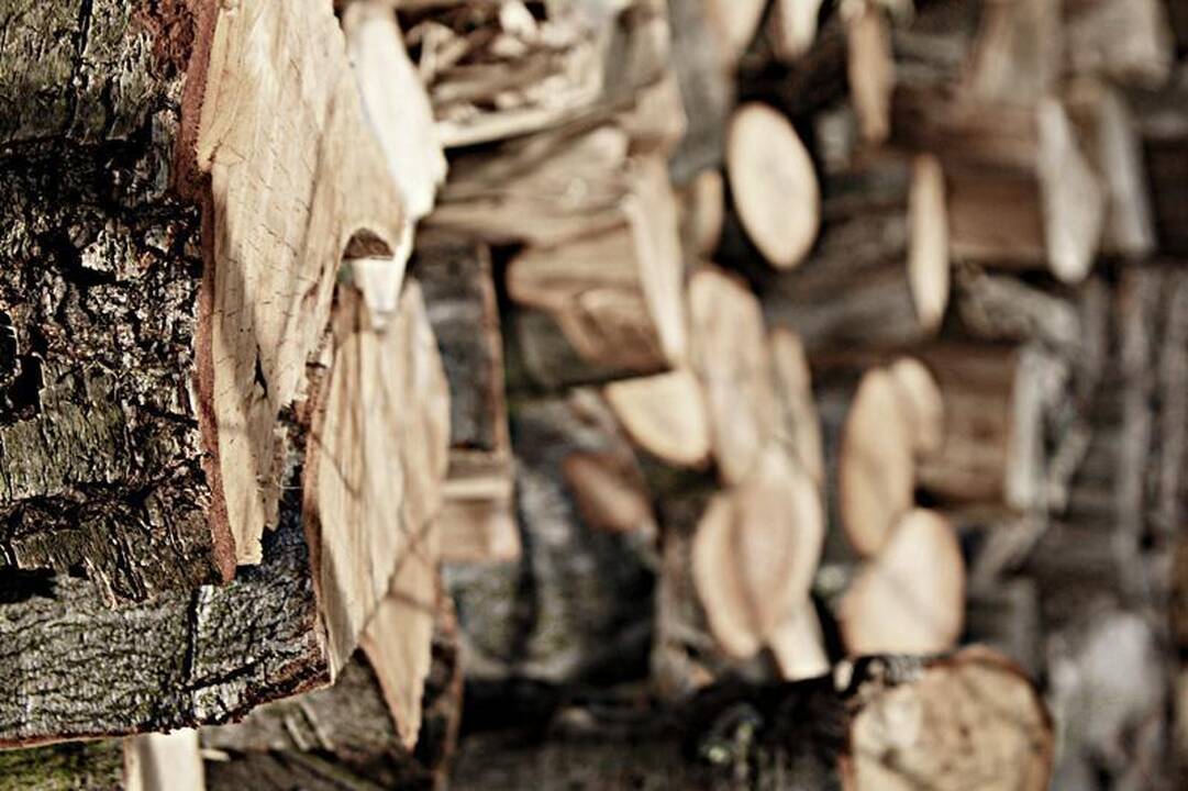 Anykščių rajone dygsta būsimos medienos „kasyklos“