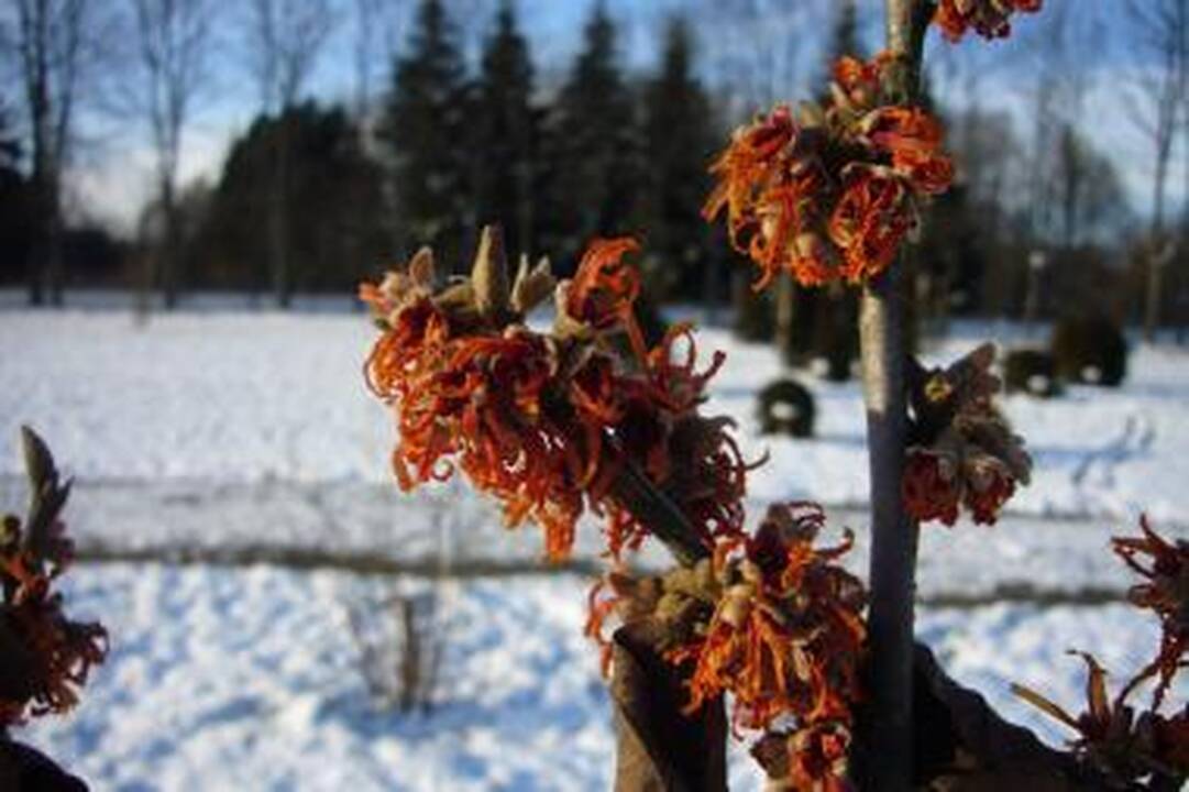 Kaune žydi bebaimiai hamameliai