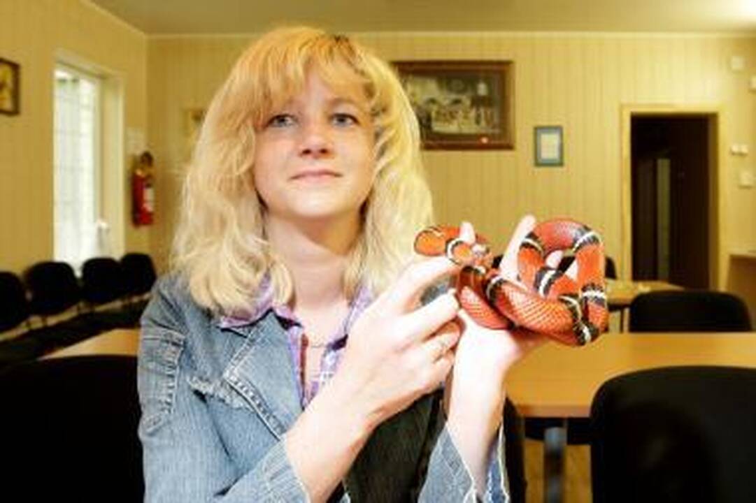 Pieniškoji gyvatė Dryžius sugrįžo į namus