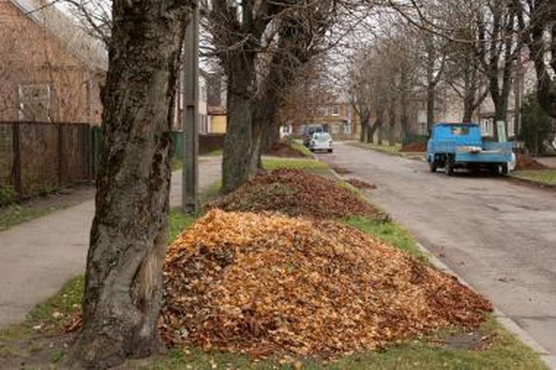 Išsaugokime dar A.Smetonos laikais sodintus kaštonus