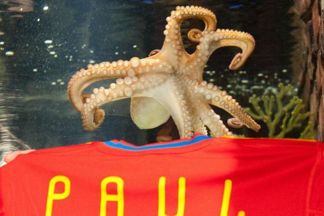Vokietijoje nugaišo „aiškiaregys“ aštuonkojis Paulis 