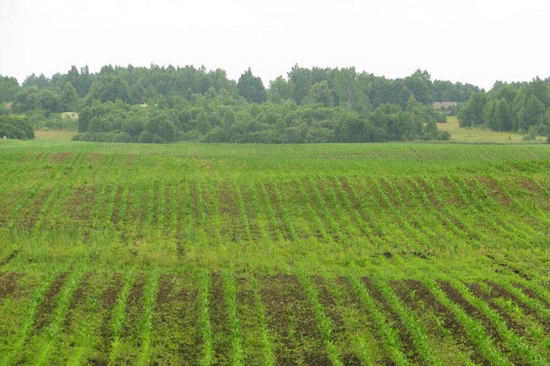 Vyriausybė nekompensuos už žemę akcijomis