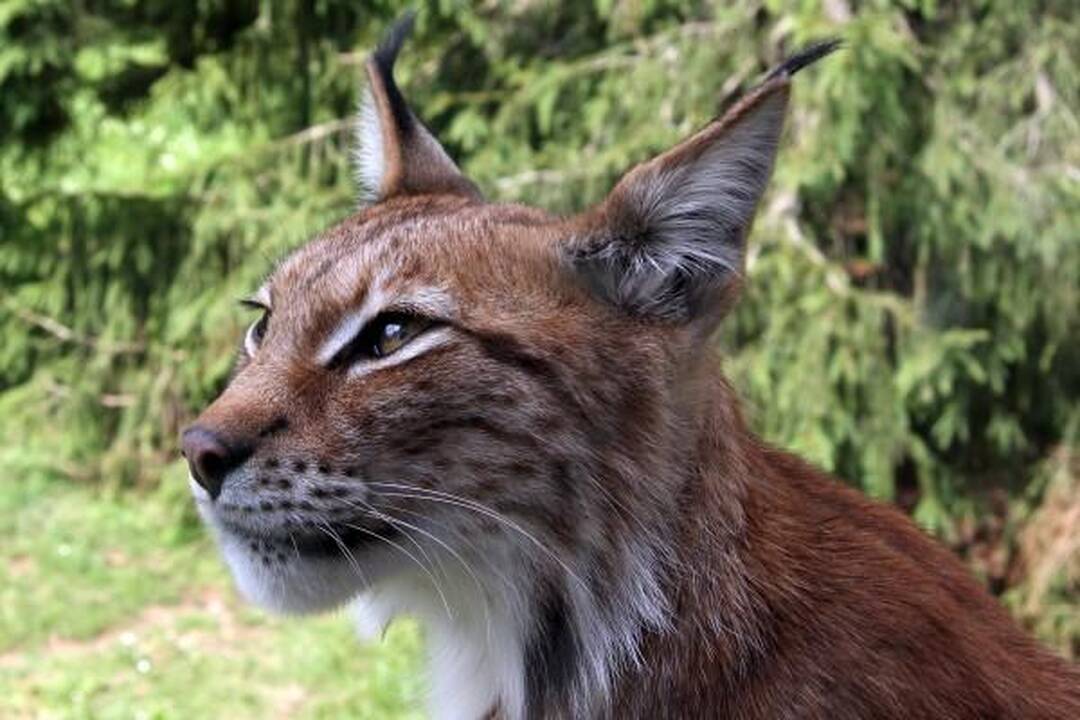 Sulaikytas brakonierius, sumedžiojęs lūšį 