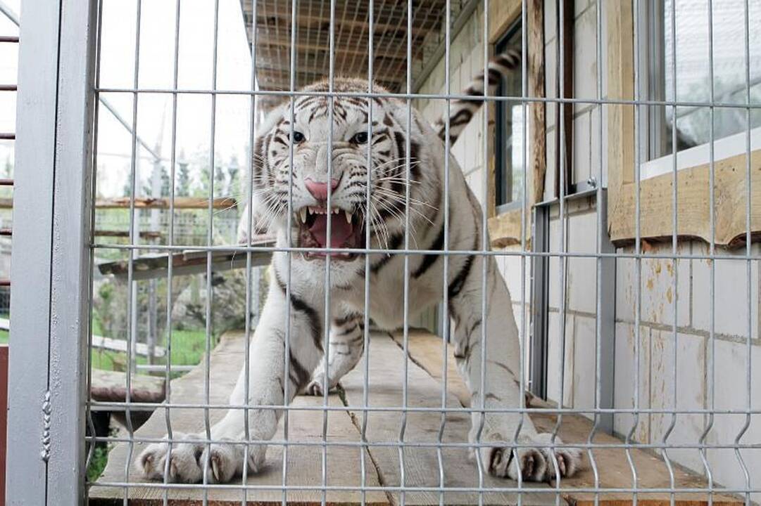 Zoologijos sode šalia Klaipėdos apsigyveno trys baltosios tigrės