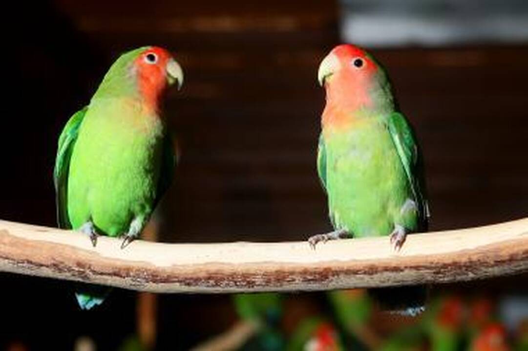 Kontrabandinės papūgos Zoologijos sodas lankytojams nerodo