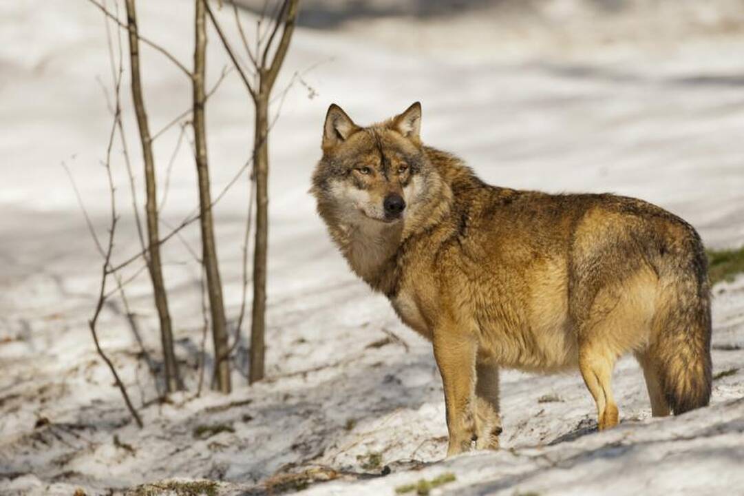 Visuomenė kviečiama talkinti skaičiuojant vilkus ir lūšis