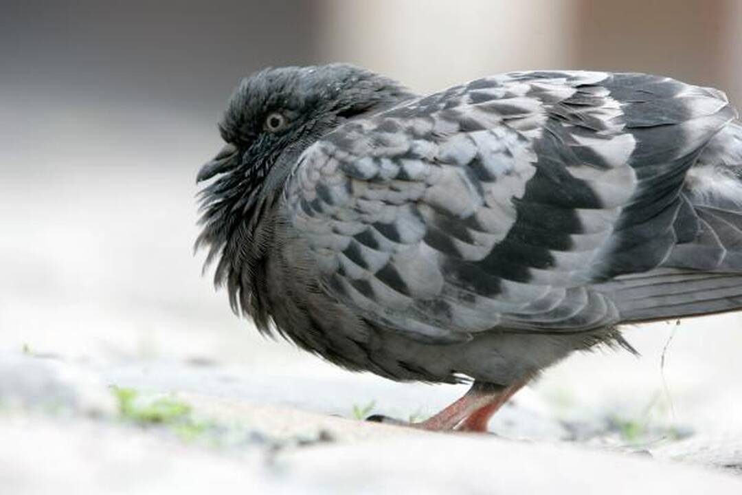 Balandžiai moka atpažinti „blogiukus“