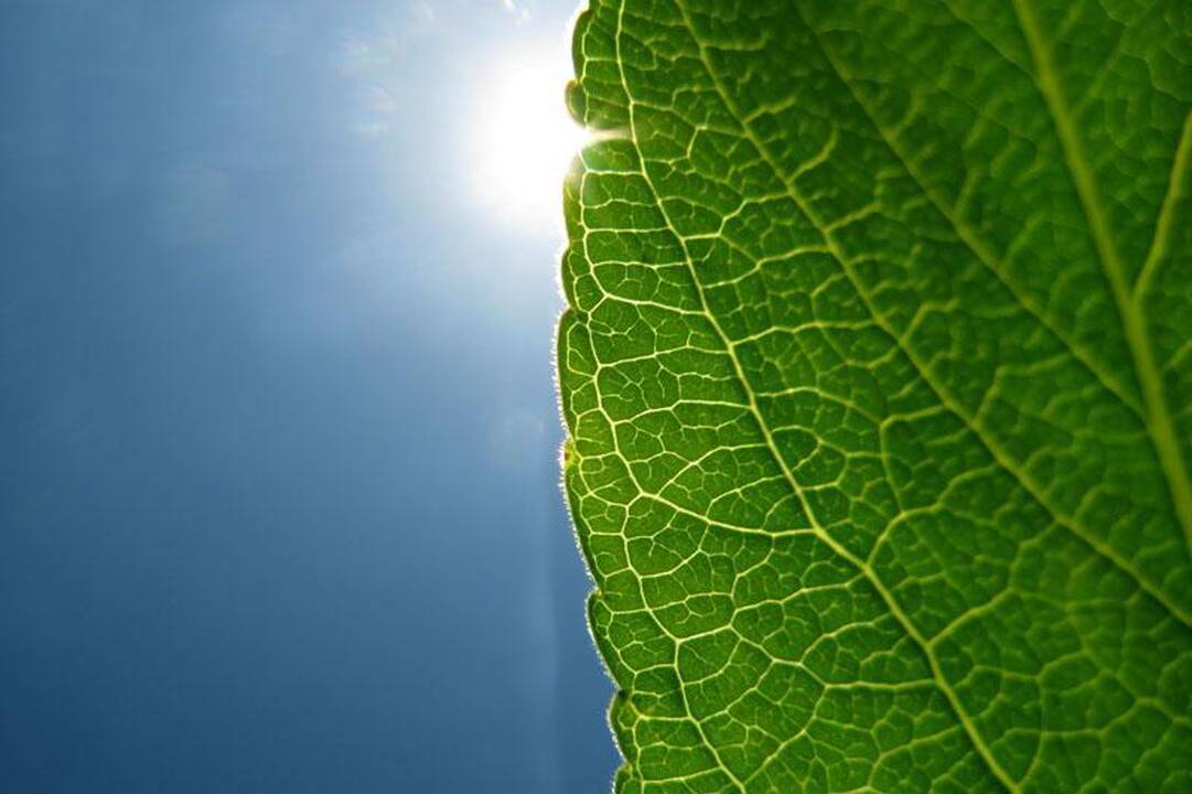 “LeafSnap” – augalų atpažinimas iš mobilaus telefono (video)