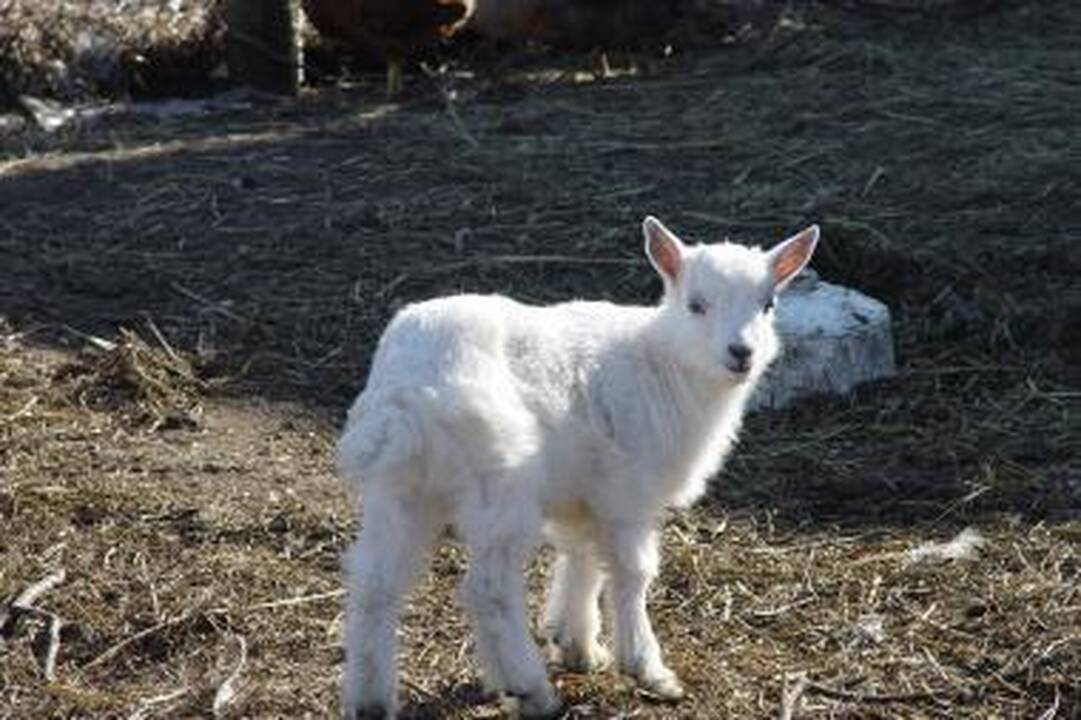 Kauno marių saloje vėl ganysis ožkos ir avys