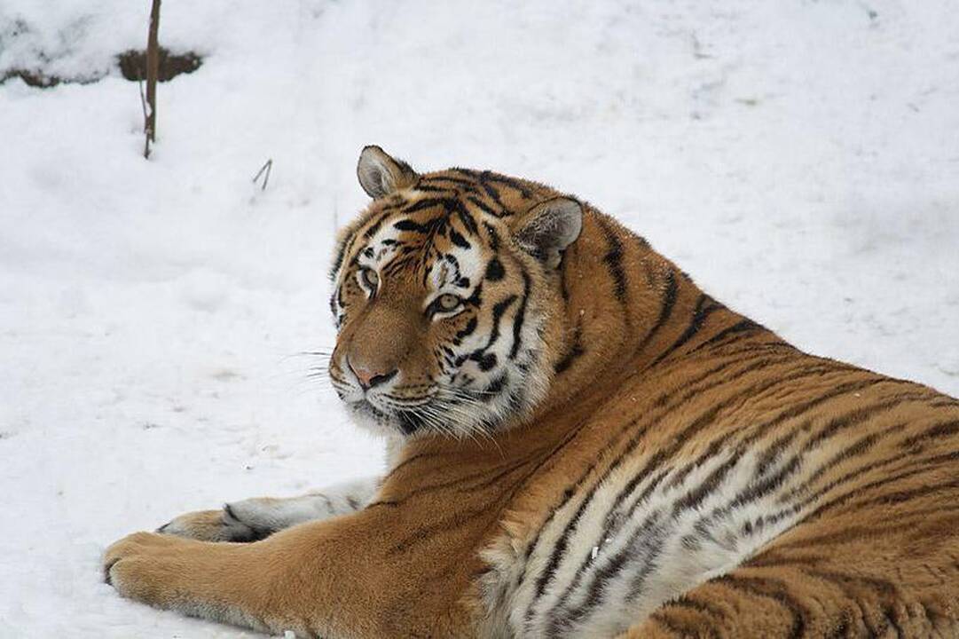 10 000-a „National Geographic“ dotacija - biologei iš Indijos
