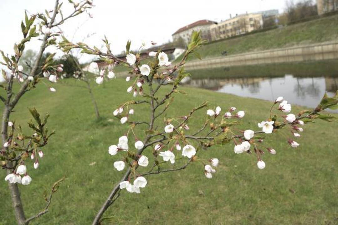 Sakurų sode - nauji medeliai