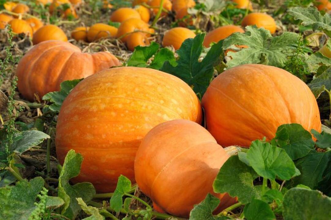 Moliūginių šeimos daržovės – naudingos ir įnoringos