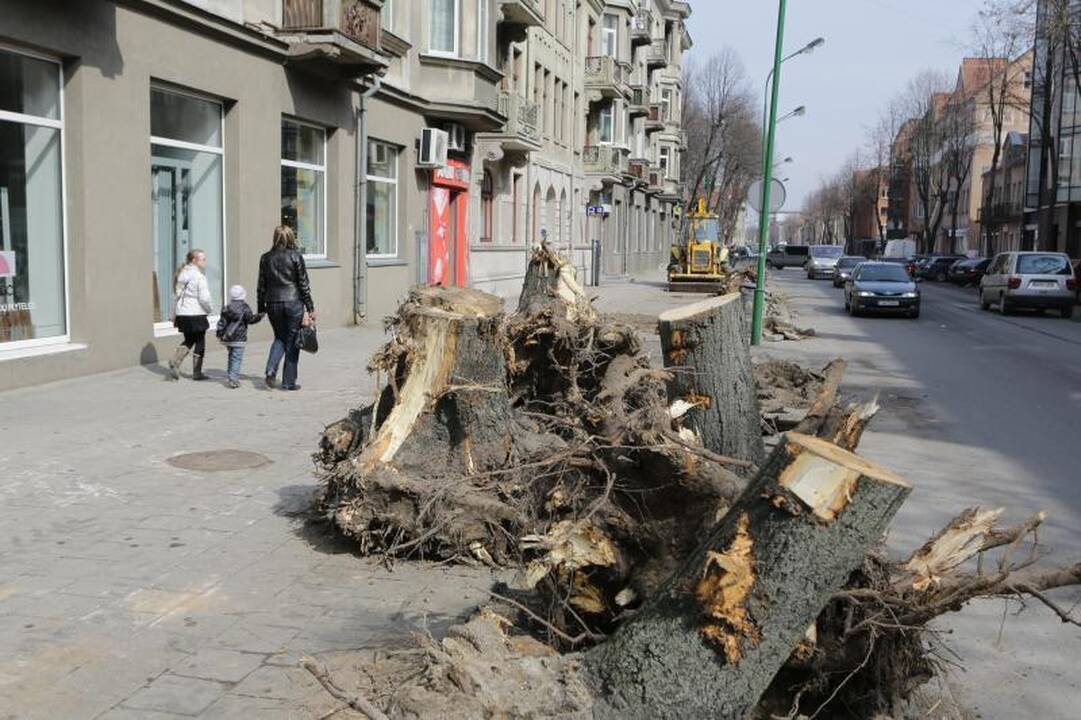 Liepų gatvėje pradės    sodinti medelius