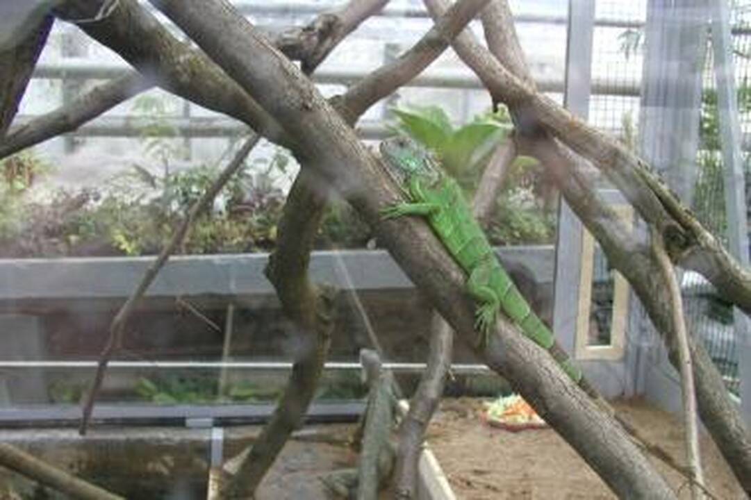 Botanikos sode apsigyveno ne vien iguanos