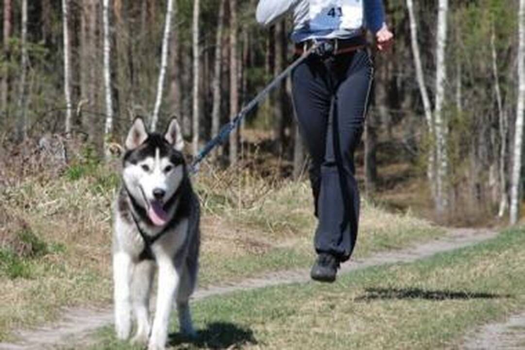 Jadagoniuose rengiamos šunų kinkinių varžybos