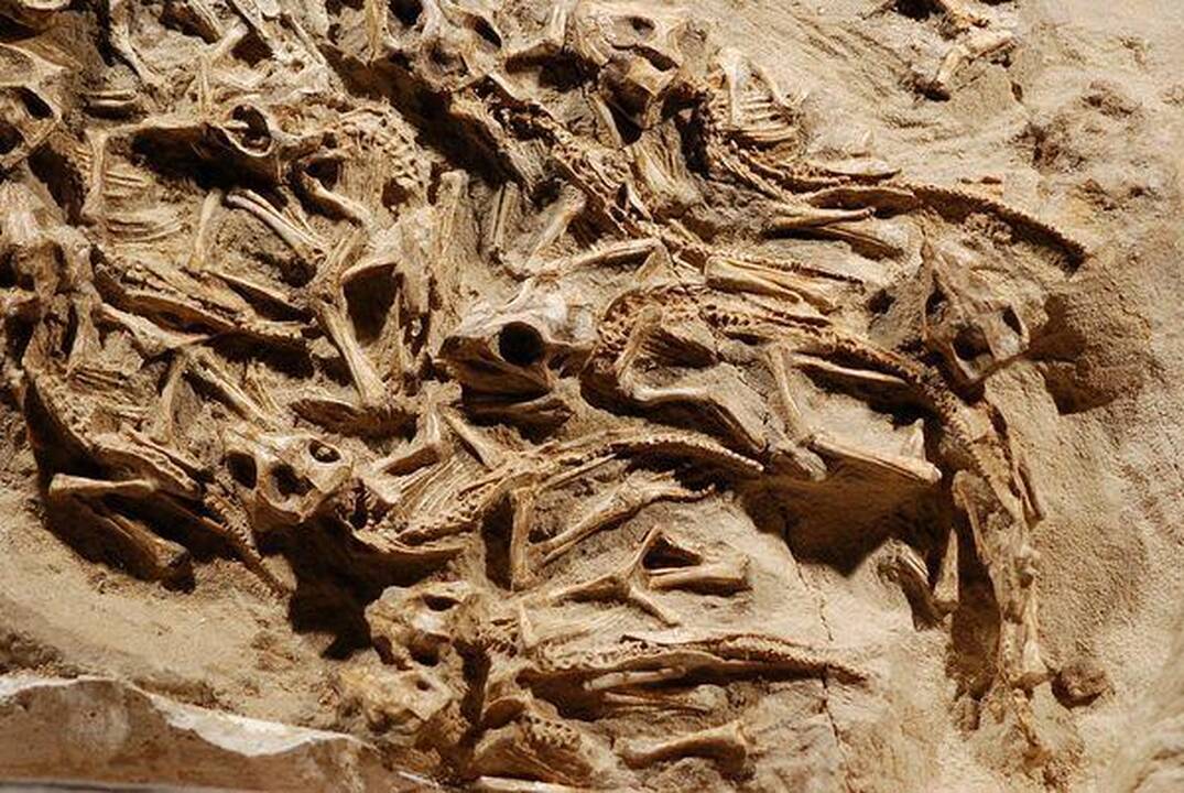Atrastas dinozaurų lizdas atskleidė reptilijų švelnumą