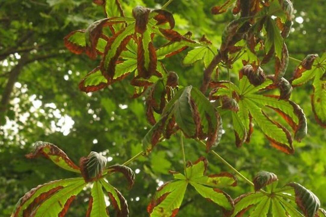 Kaštonai Lietuvoje be lapų liko nesulaukę vidurvasario