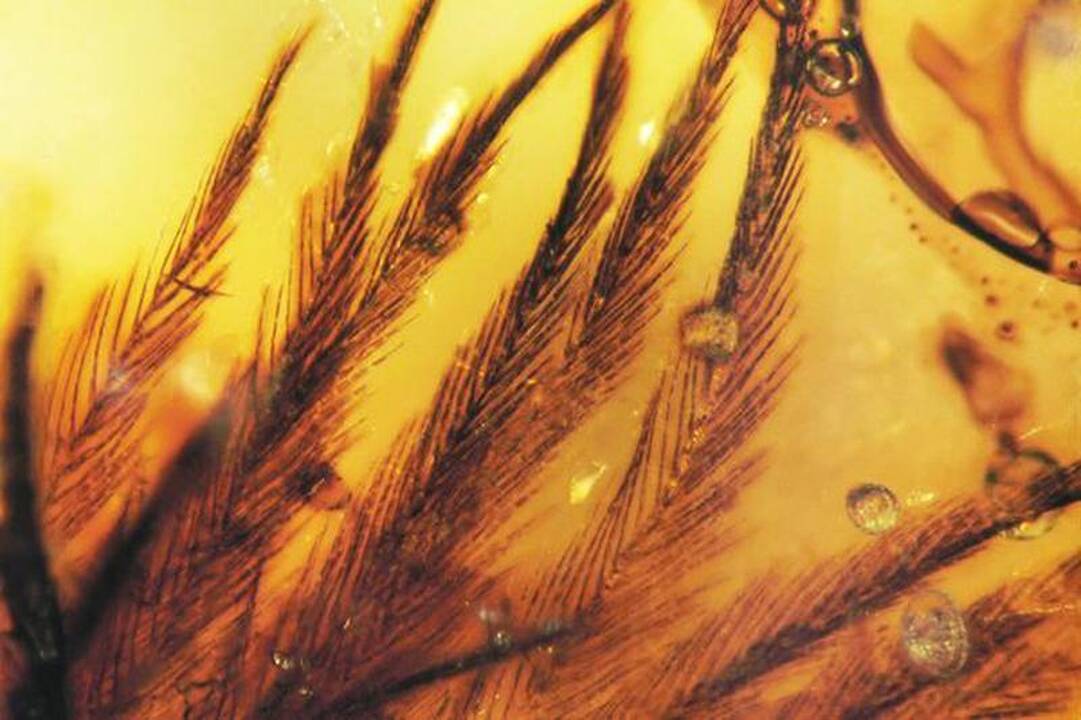 Rastos gintare puikiai išsilaikusios dinozauro plunksnos