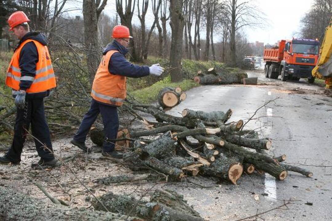 Kelininkai išraus medžius prie Plytinės kelio