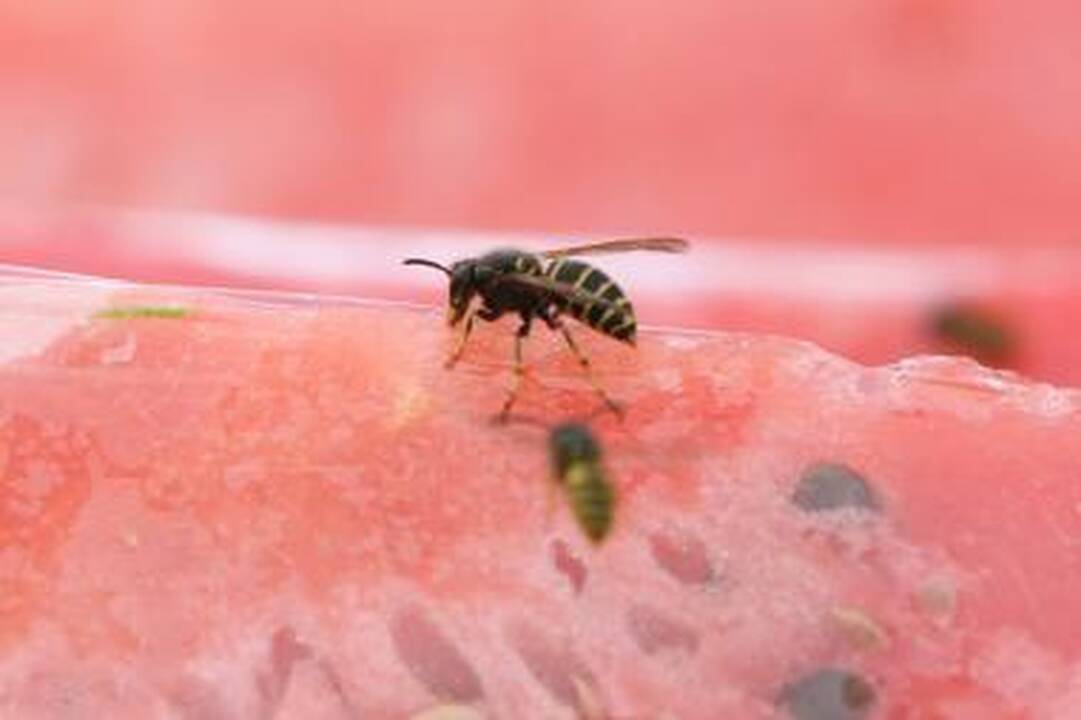 Poilsiautojus pliaže puola širšės