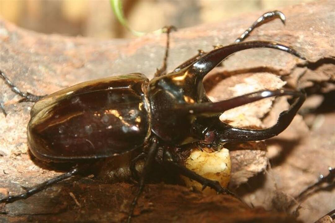 Vilniuje - egzotiškų vabzdžių paroda