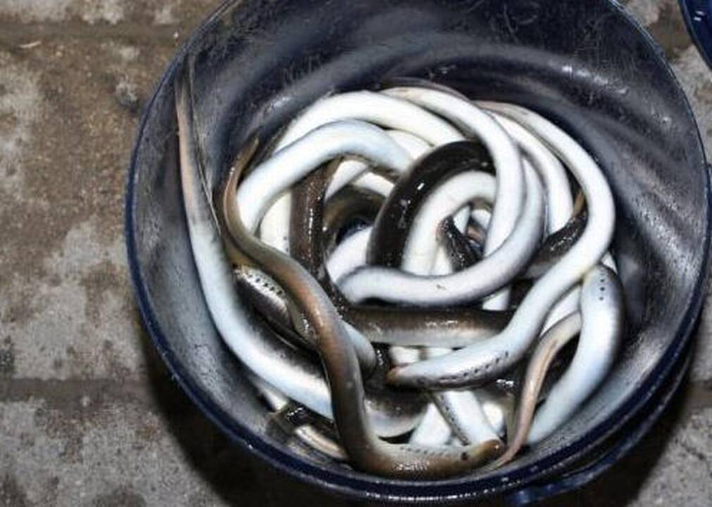 Upinės nėgės brakonieriams kainuos beveik 18 tūkst. litų