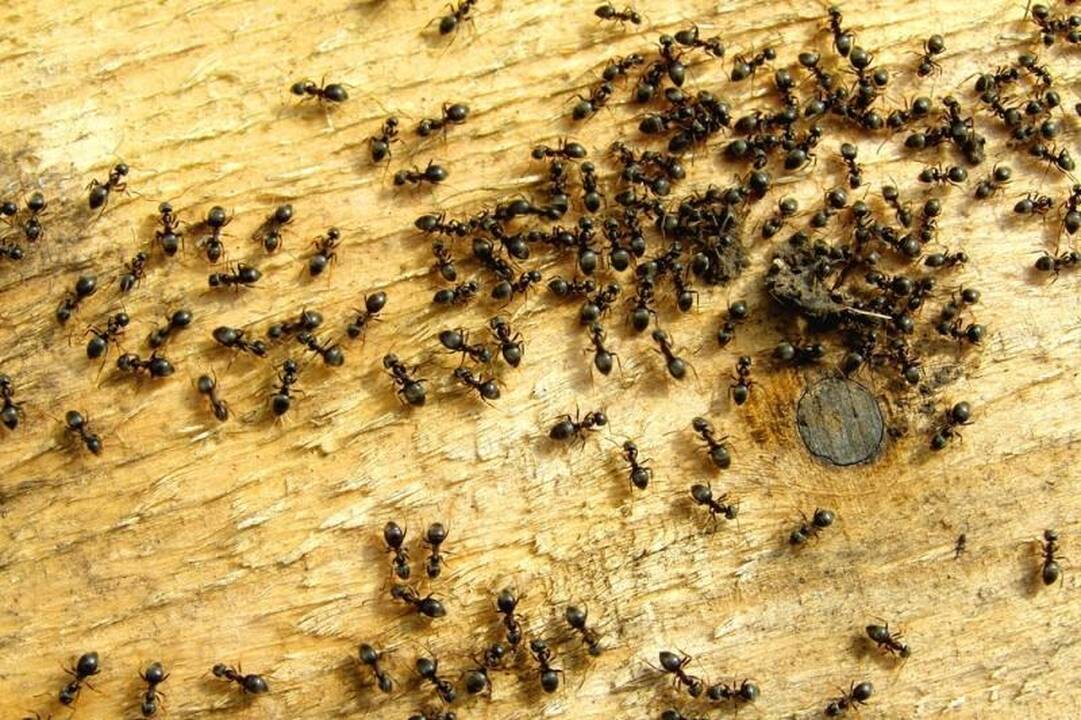 Neringiškius puola skruzdės