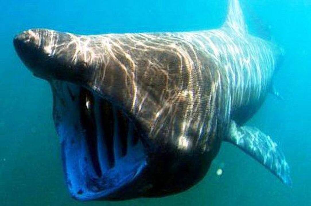Atrastas pirmasis pasaulyje ryklys mišrūnas 