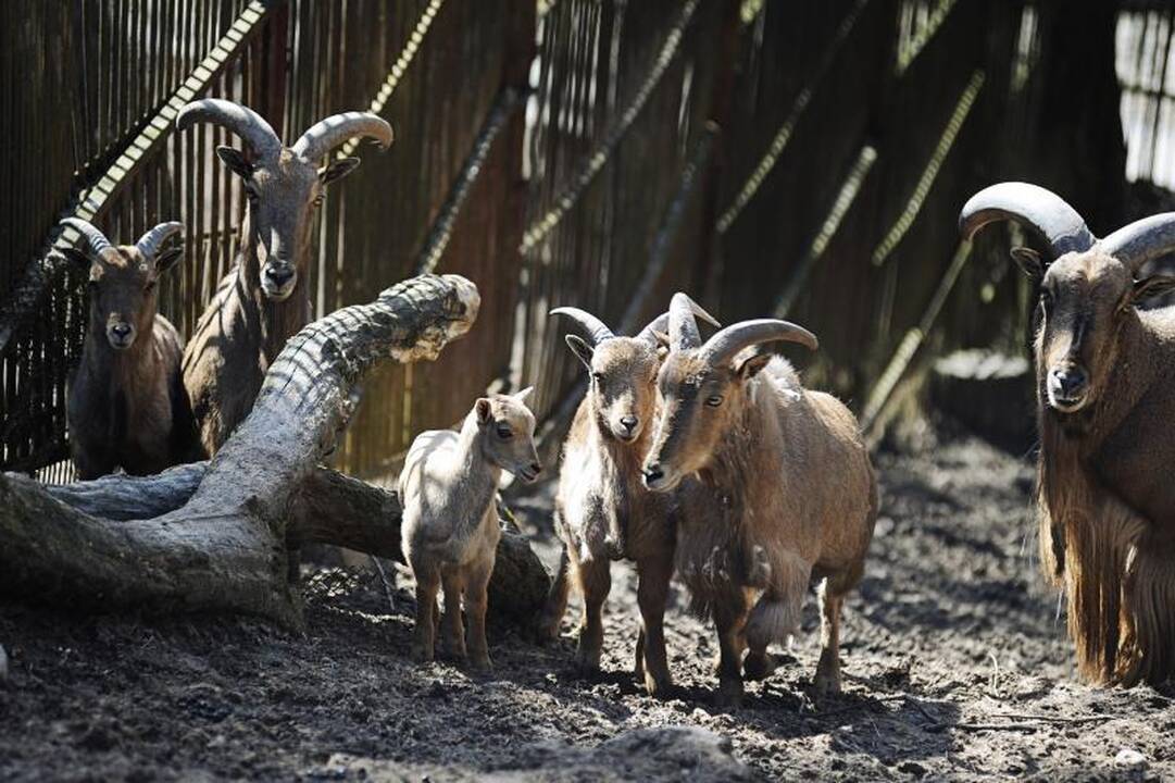 Kauno zoologijos sodas pašalintas iš tarptautinės organizacijos