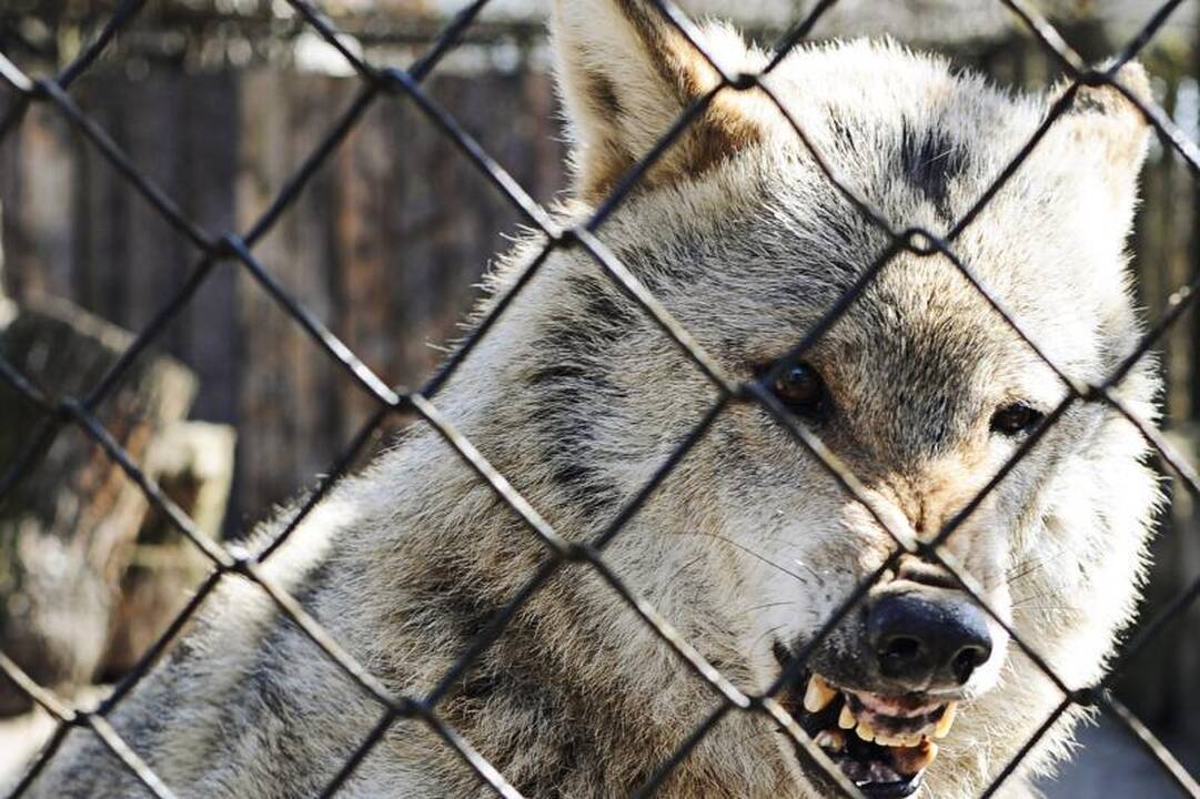 Į Zoologijos sodo direktoriaus kėdę – devyni pretendentai