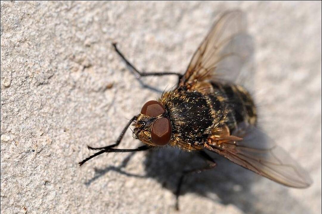 Atstumti musių patinai neviltį skandina alkoholyje 