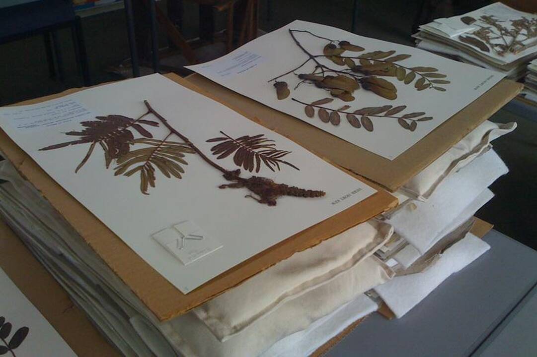 VU herbariumo kolekcija – „Pasaulio atminties“ registre