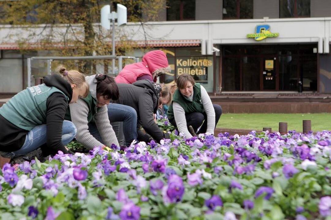 Atgimimo aikštę papuošė ryškiaspalvės našlaitės